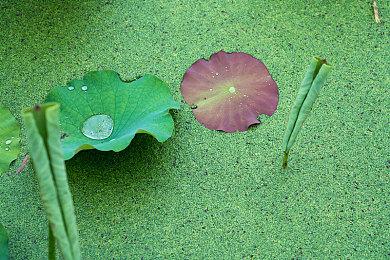 与好友一起战队爽！《王者荣耀世界》公布毕方BOSS实机多人战斗演示